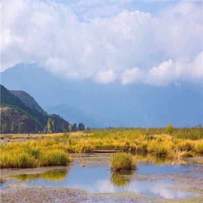 专家：精准肠道菌群移植能够有效治疗消化系统疾病